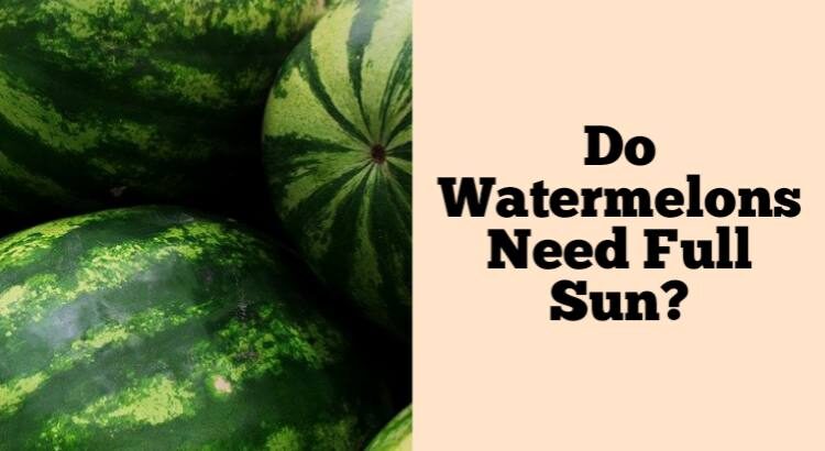 do watermelons need full sun