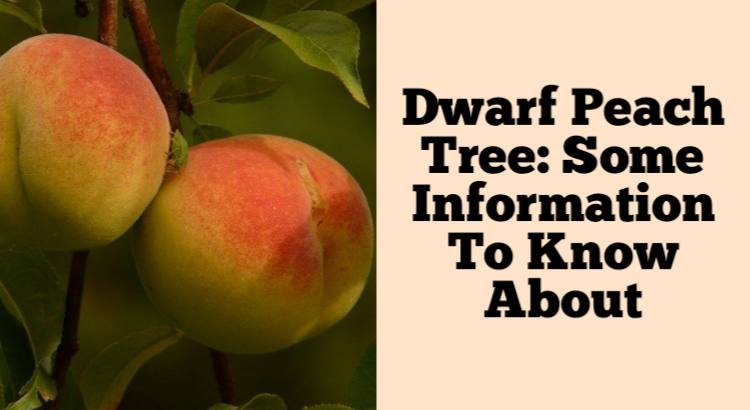 dwarf peach tree