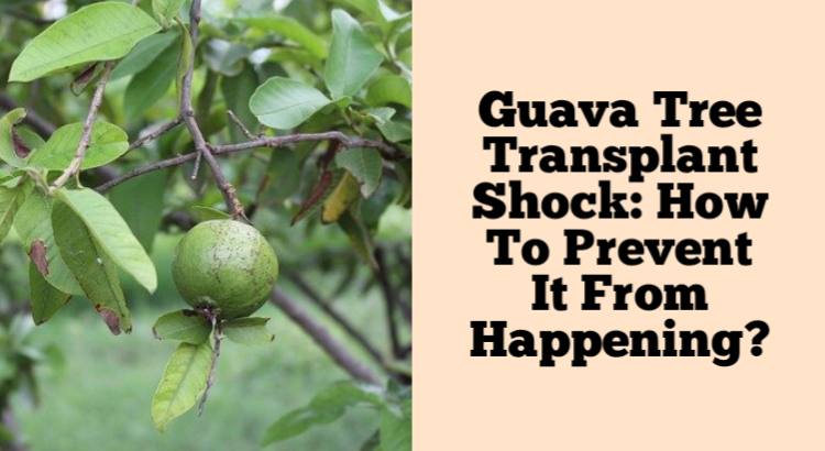 guava tree transplant shock