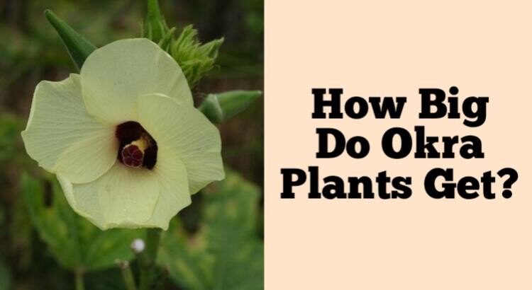 how big do okra plants get