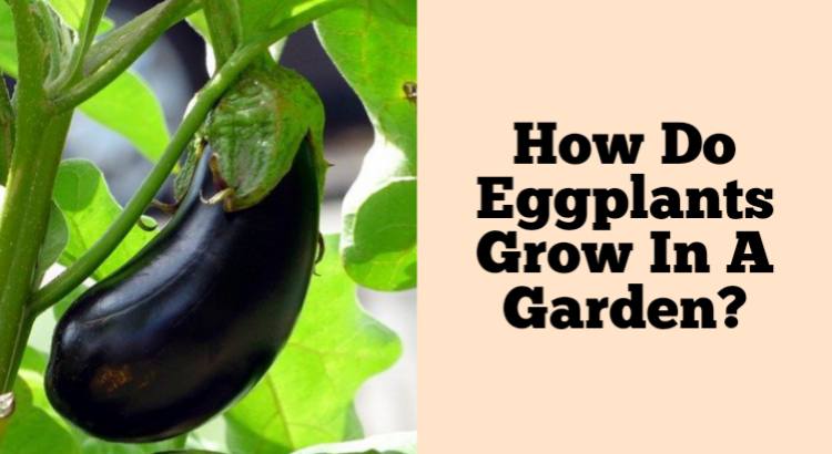 how do eggplants grow in a garden