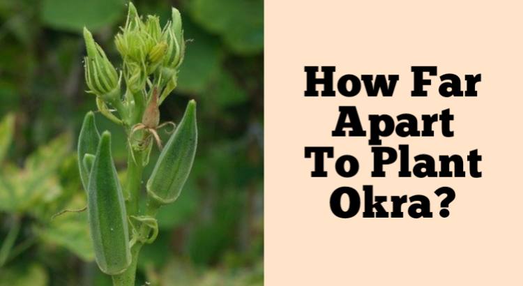 how far apart to plant okra