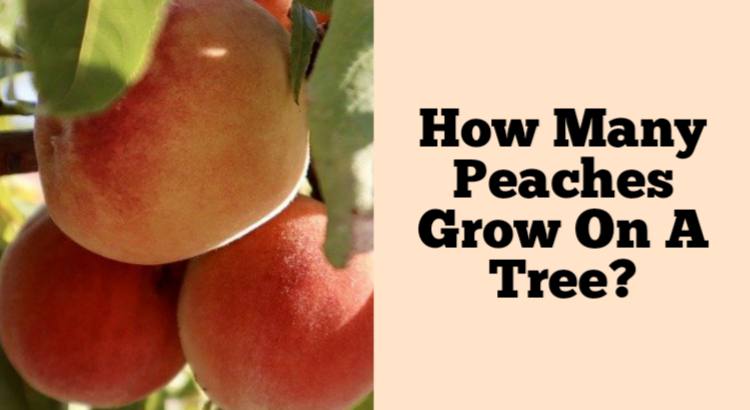 how many peaches grow on a tree