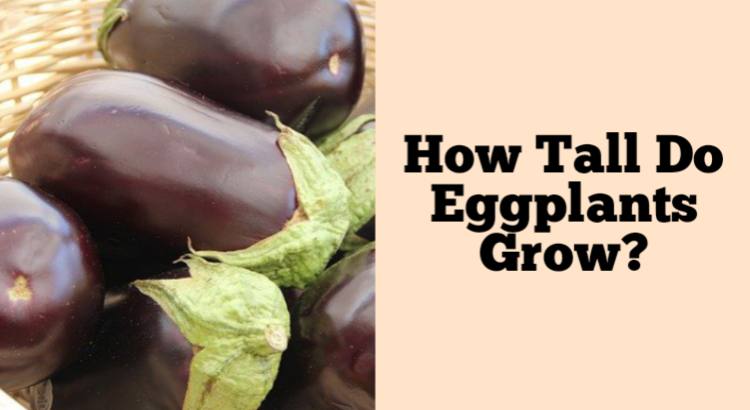 how tall do eggplants grow