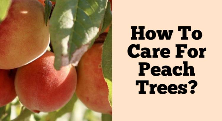 how to care for peach trees