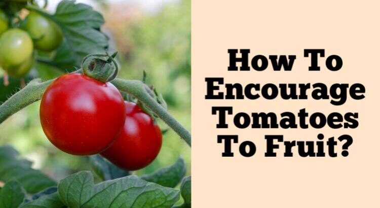 how to encourage tomatoes to fruit