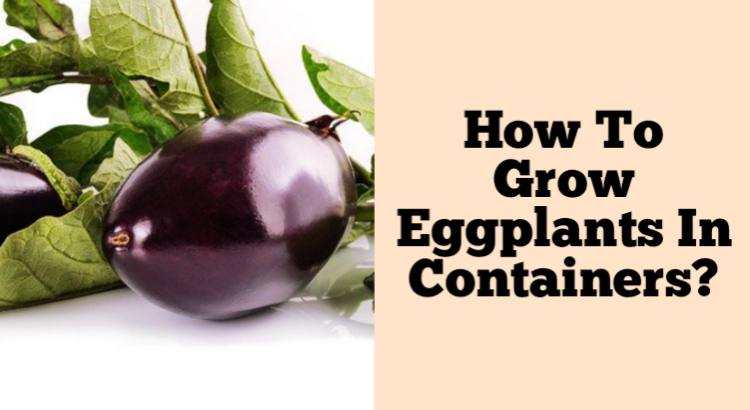 how to grow eggplants in containers