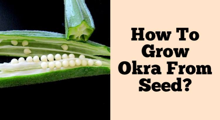 how to grow okra from seeds