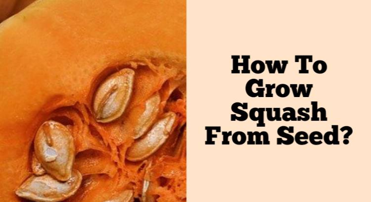 how-to-grow-squash-from-seed-rockets-garden