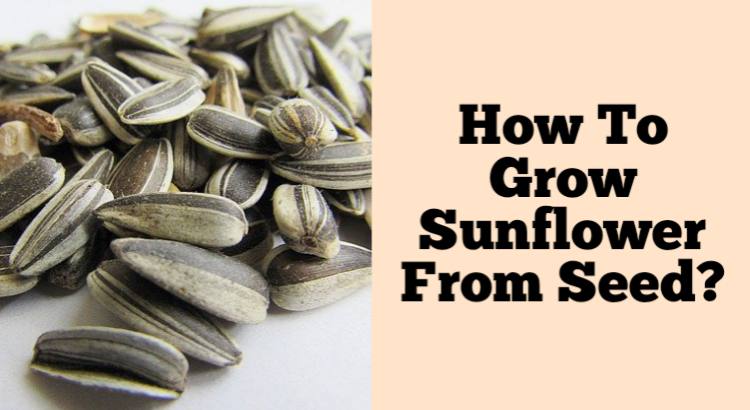 how to grow sunflower from seed