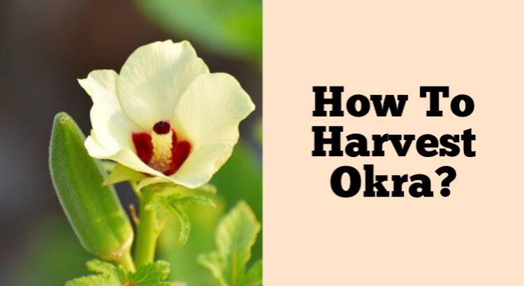 how to harvest okra