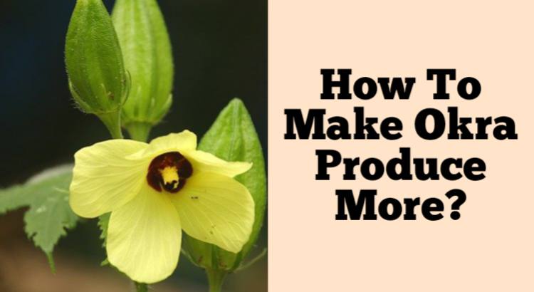 how to make okra produce more
