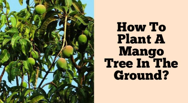 how to plant mango tree in the ground