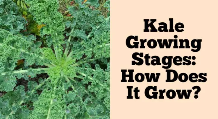 kale growing stages