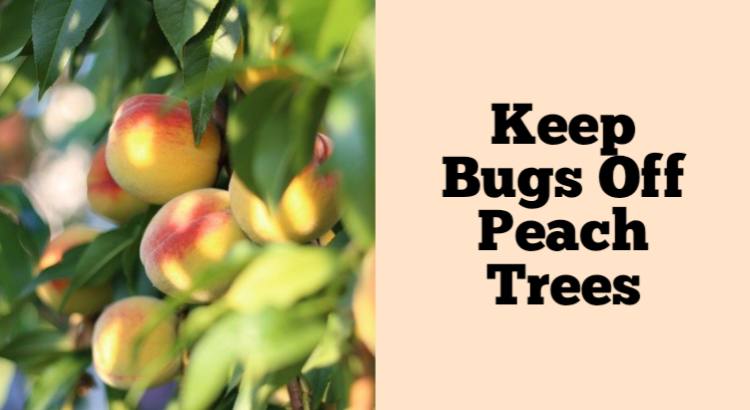 keep bugs off peach trees