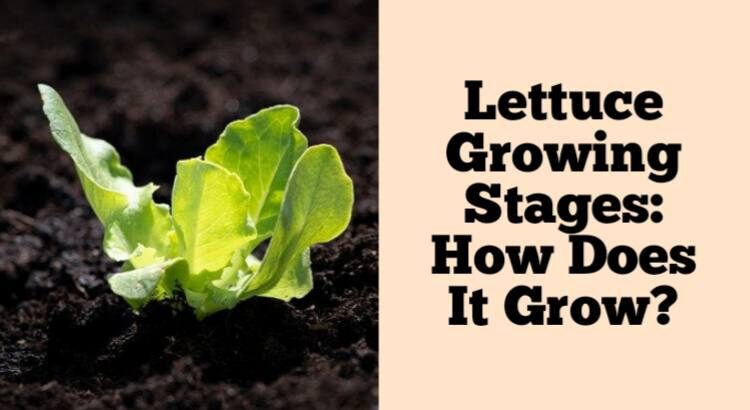 lettuce growing stages