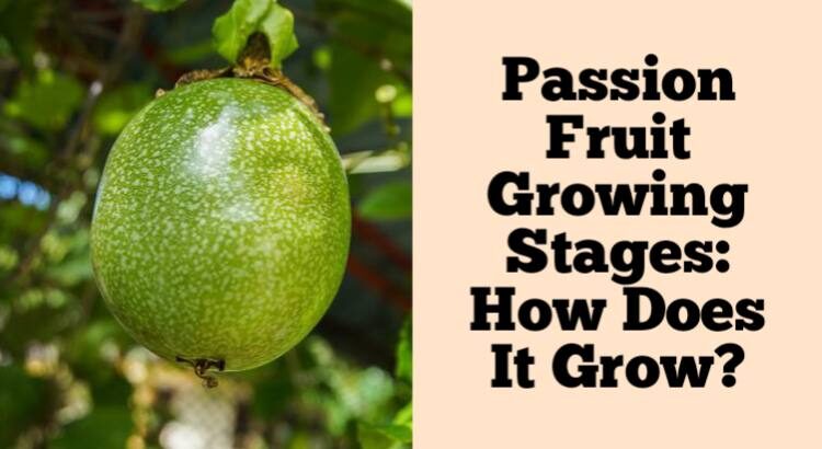 passion-fruit-growing-stages