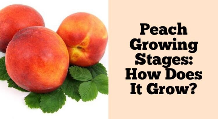 peach growing stages