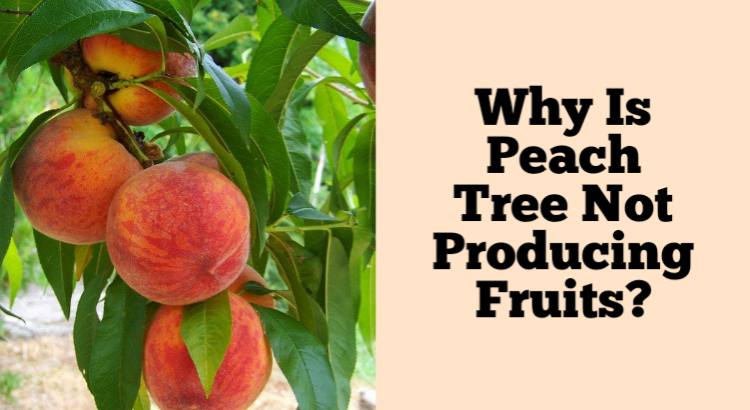 peach tree not producing fruit