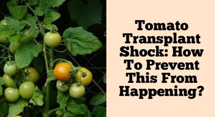 tomato transplant shock