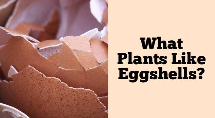 what plants like eggshells