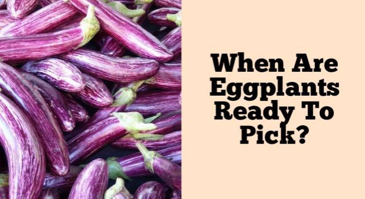 when are eggplants ready to pick