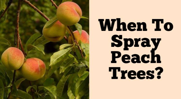 when to spray peach trees