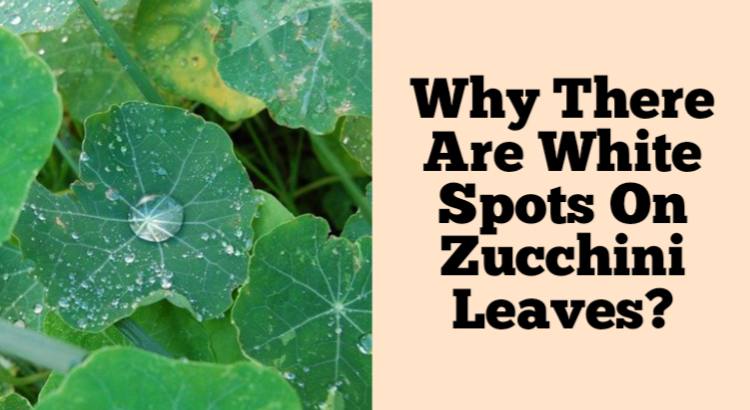 Why There Are White Spots On Zucchini Leaves Rockets Garden