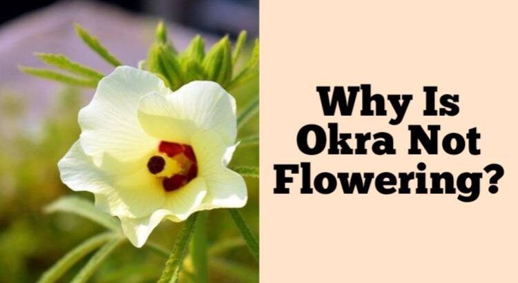okra not flowering