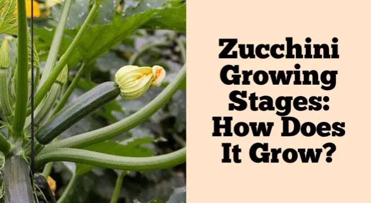 zucchini growing stages