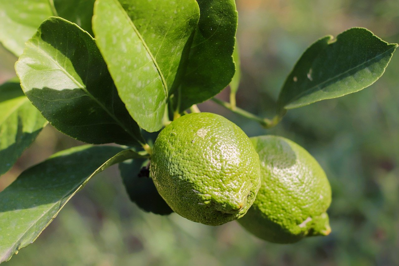 how often to water lime tree