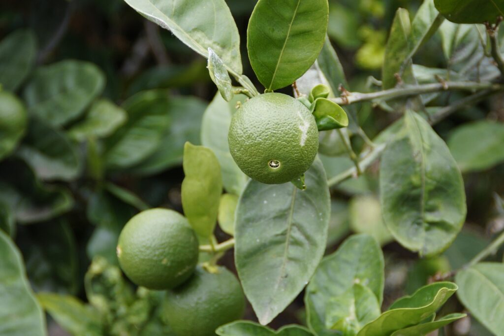 Lime Tree Temperature Tolerance Essential Tips for Growing Vibrant