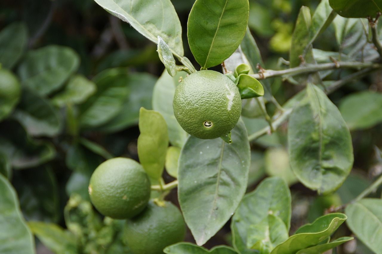 lime tree temperature tolerance