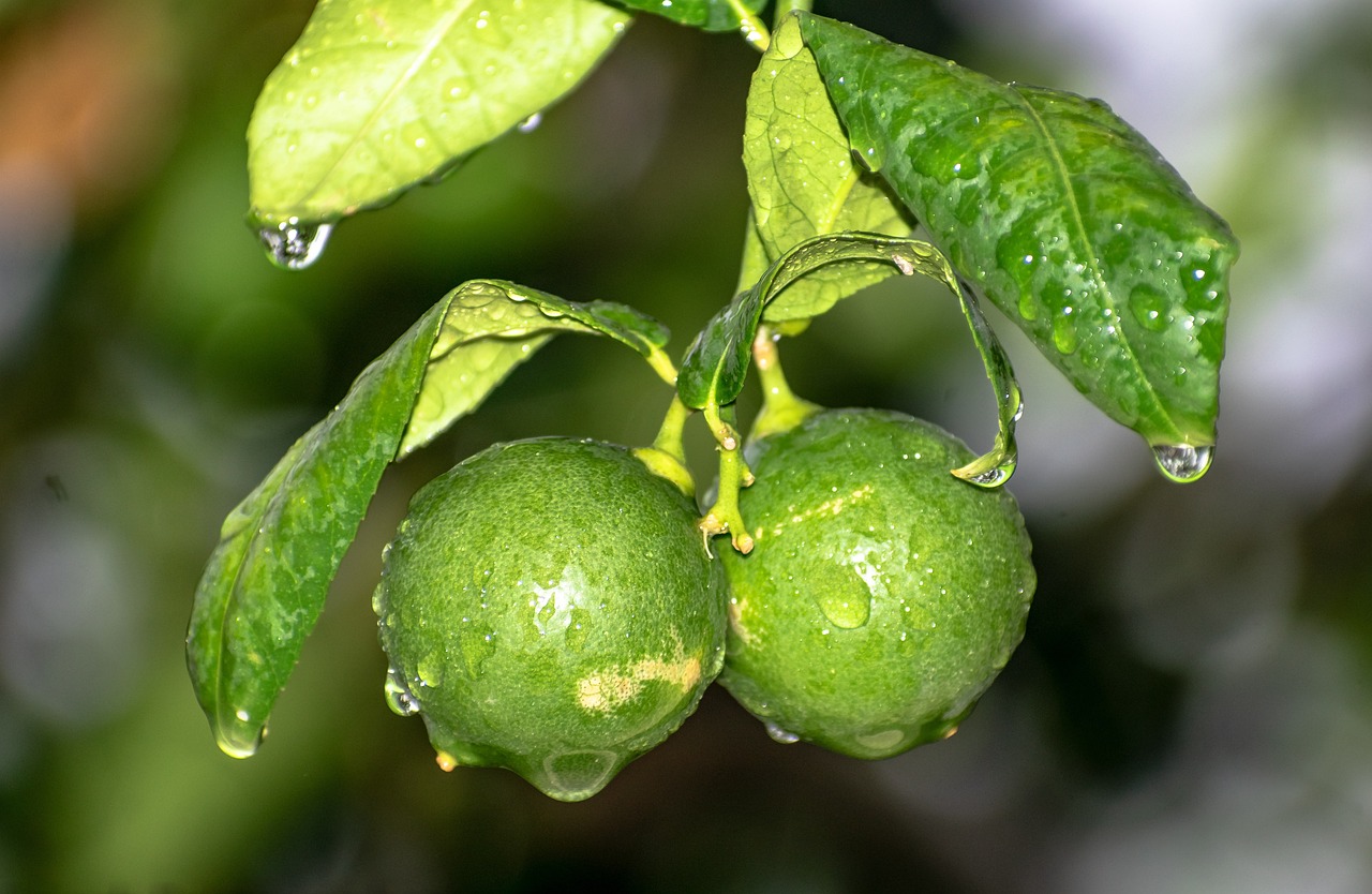 potted lime tree