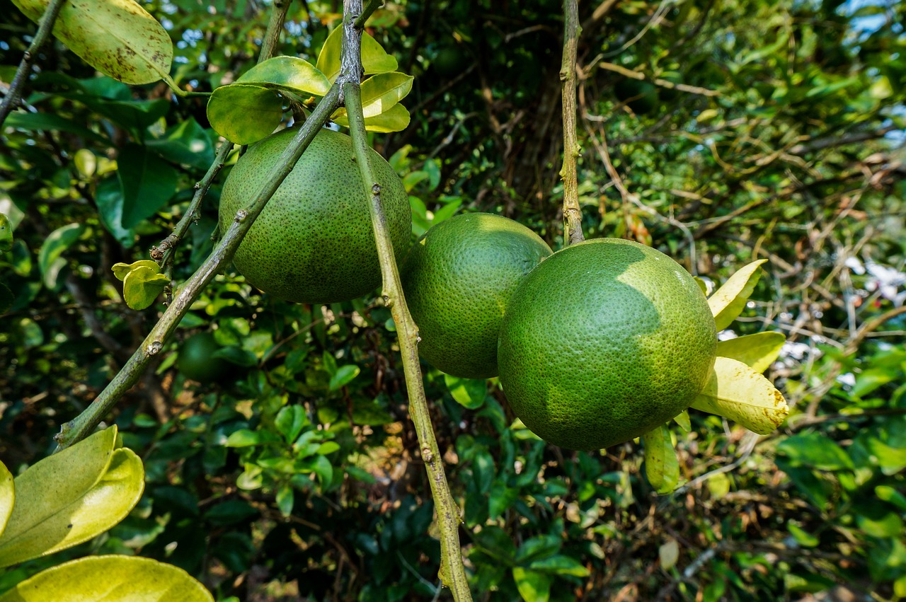 when do lime trees produce fruit