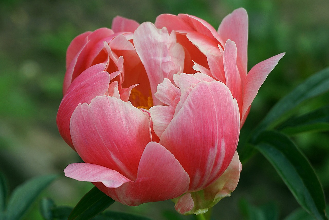 when to plant peonies in Michigan