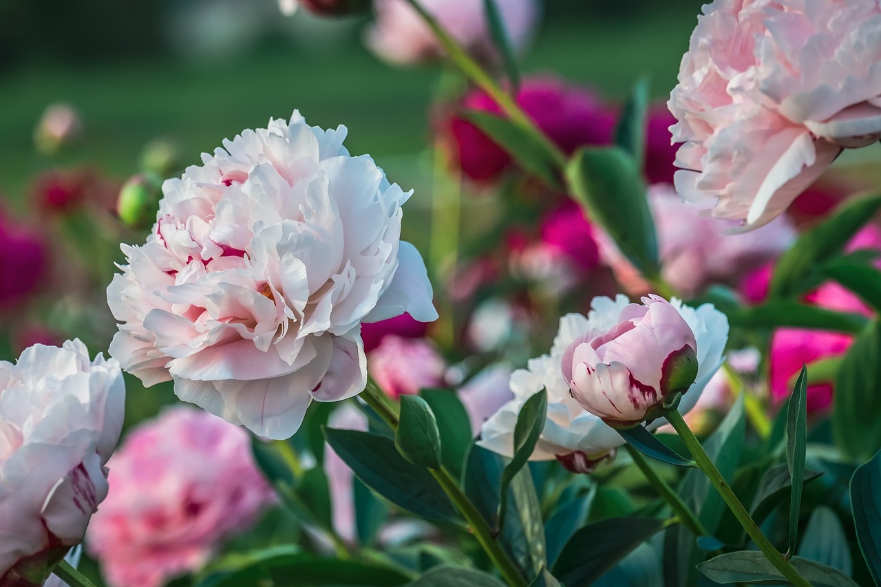 when to plant peonies in ohio
