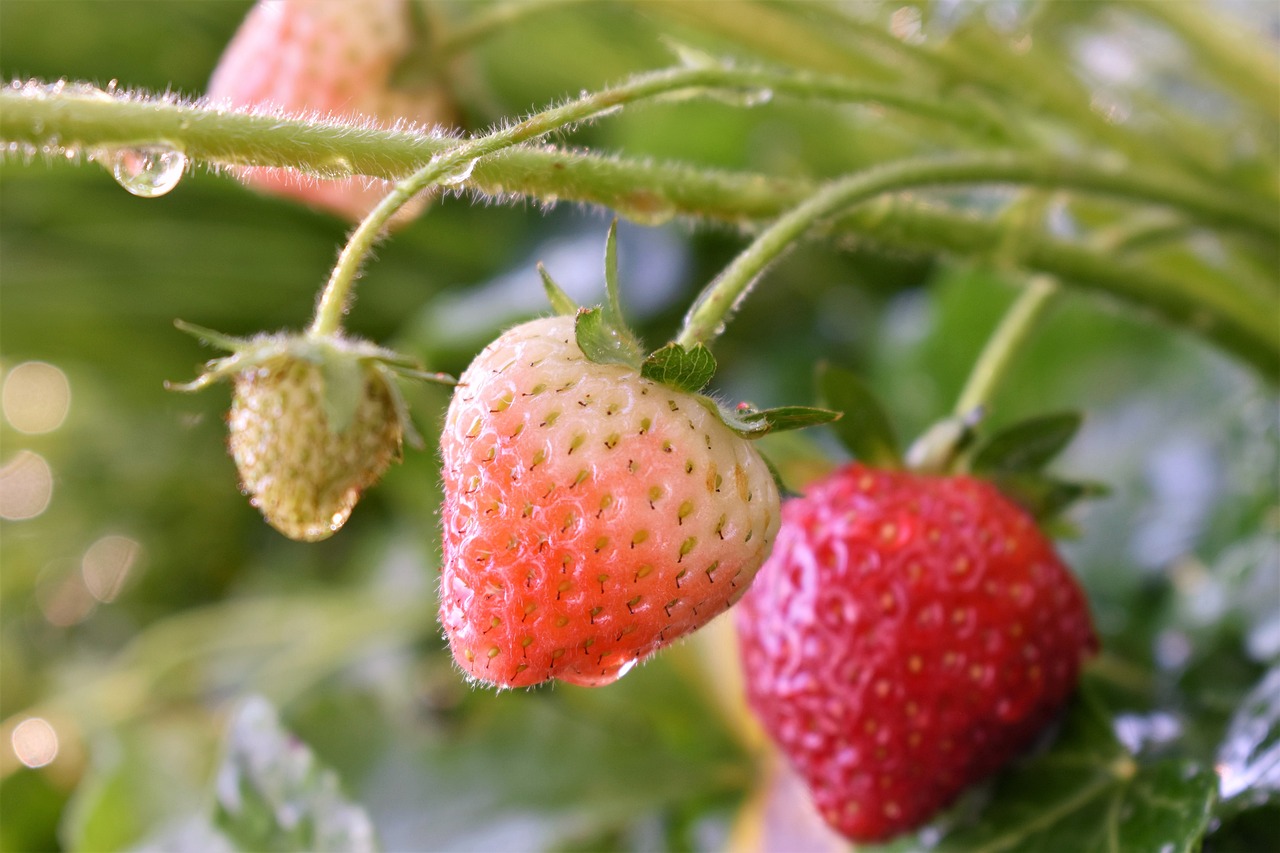 when to plant strawberries in nc