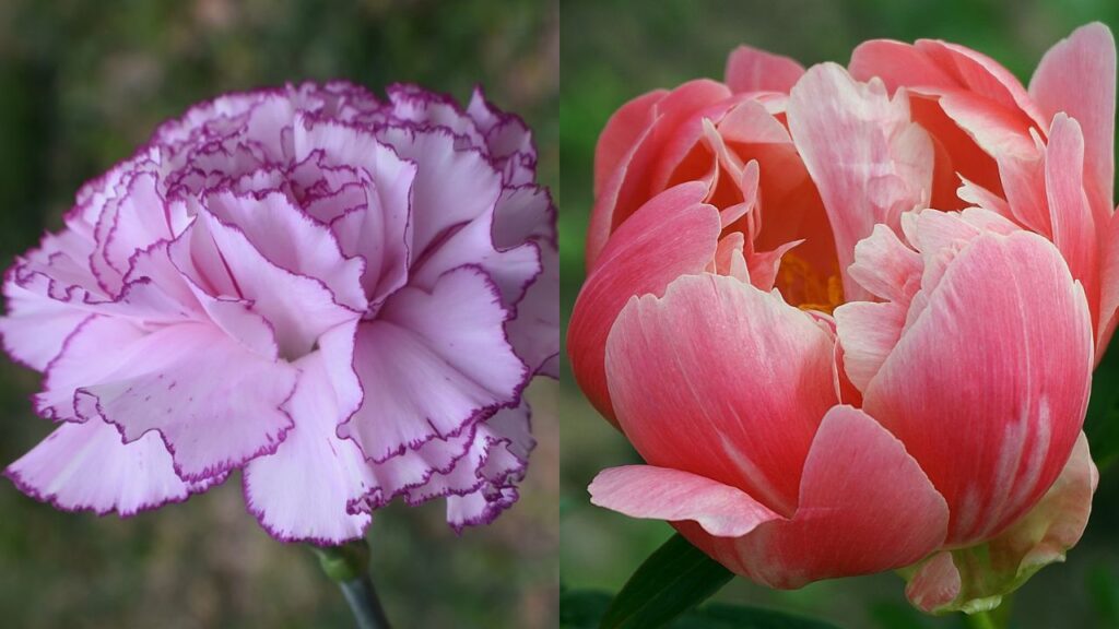 Carnation vs Peony What Are The Differences?