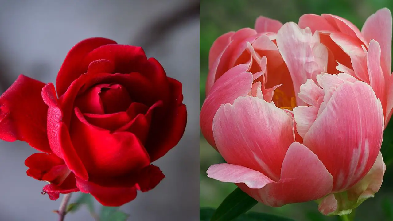roses vs peonies