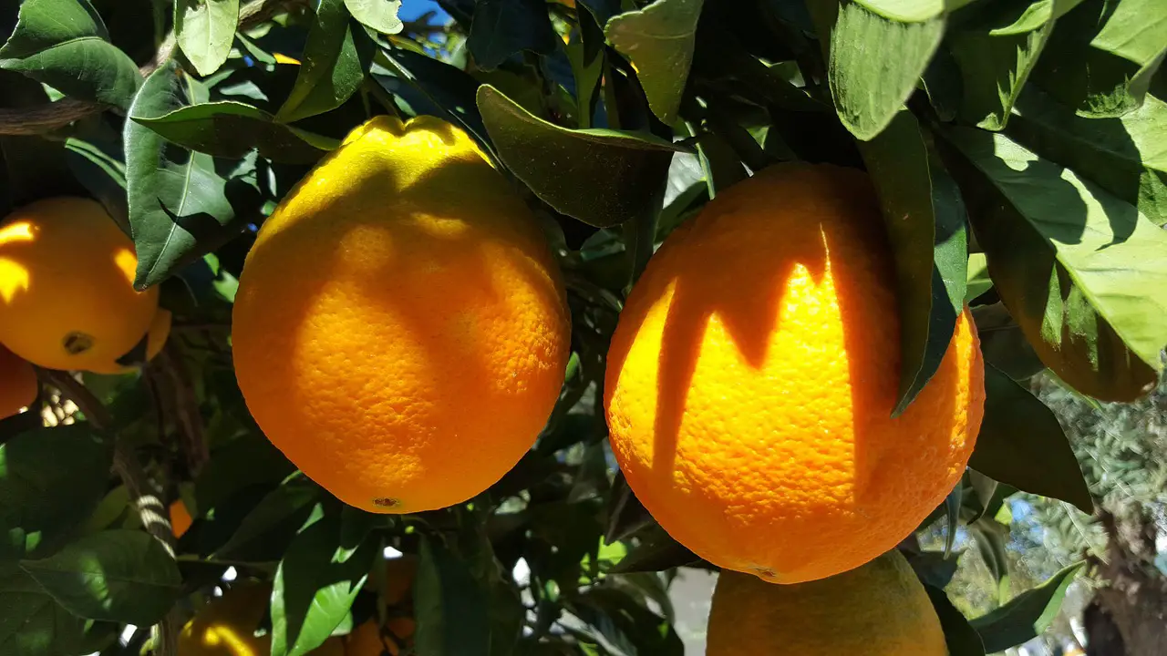 do valencia oranges have seeds