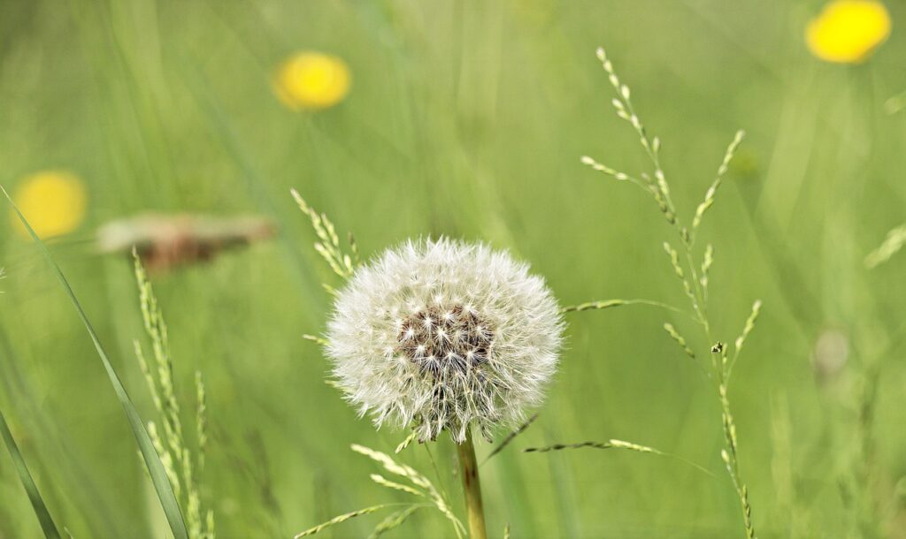 Are Dandelions Annuals or Perennials A Comprehensive Look Rockets Garden