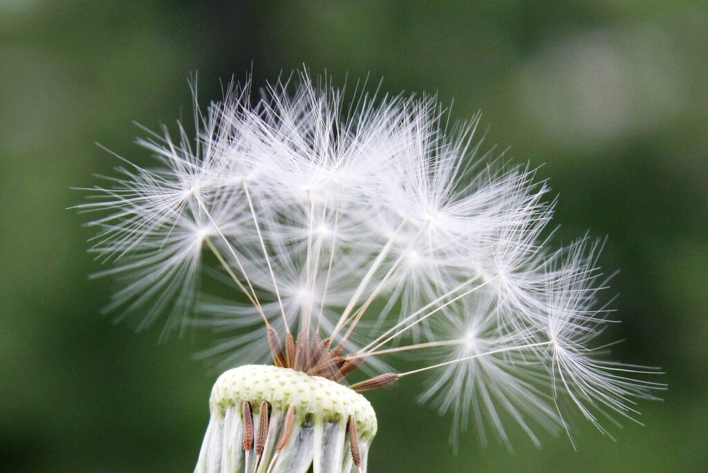 Do Dandelions Close At Night Unfolding The Floral Mystery Rockets Garden