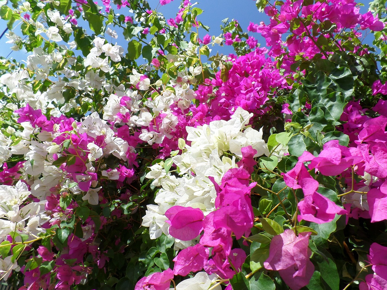 how to make bougainvillea bloom