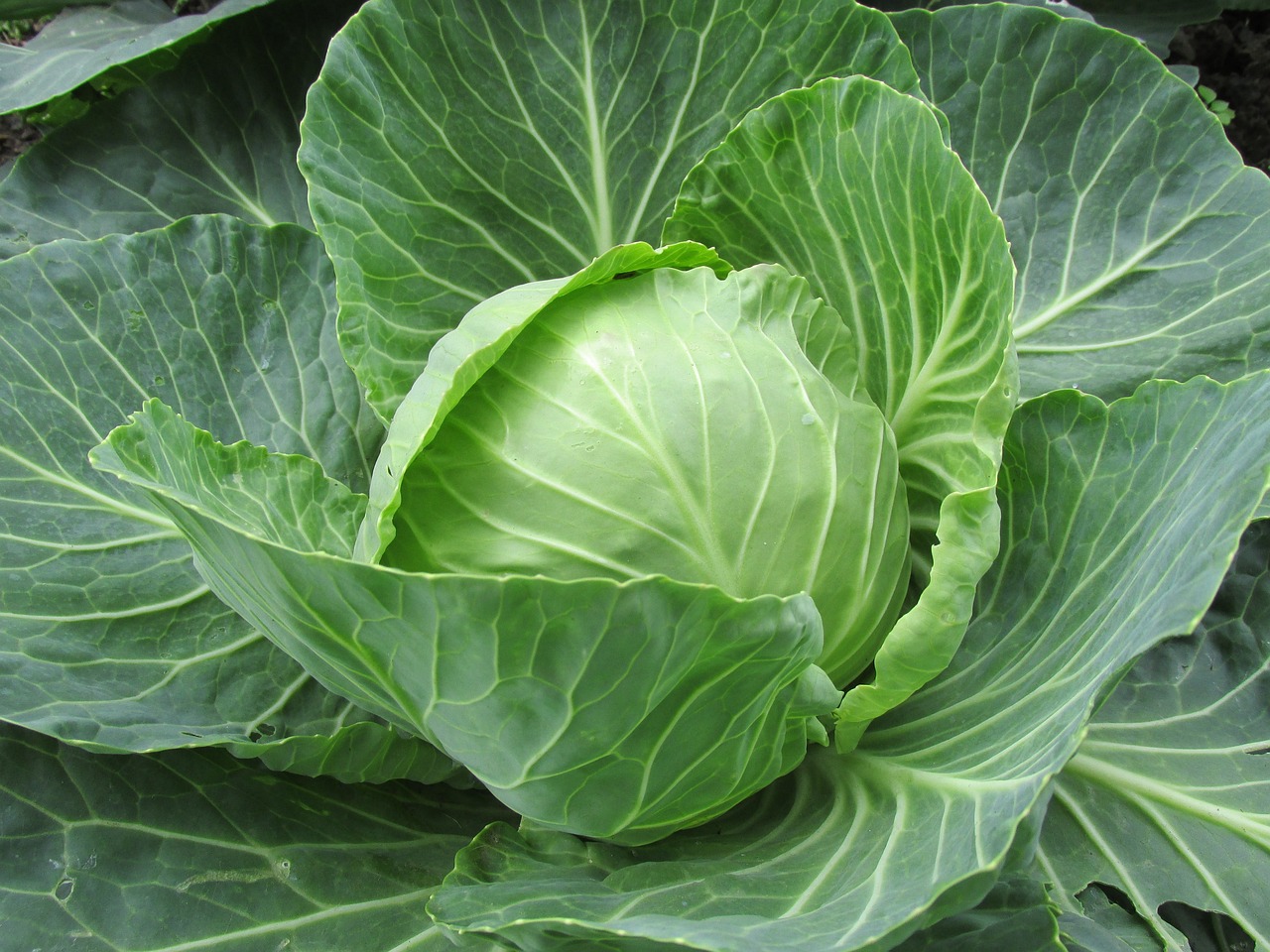 cabbage companion plants