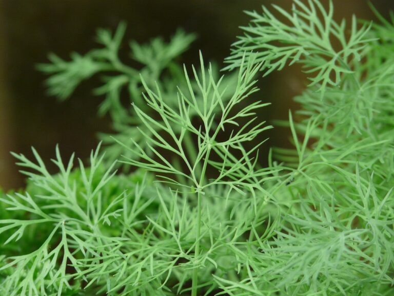 Best Dill Companion Plants Rockets Garden
