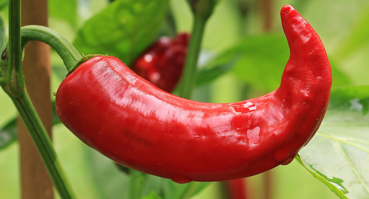 pepper companion plants