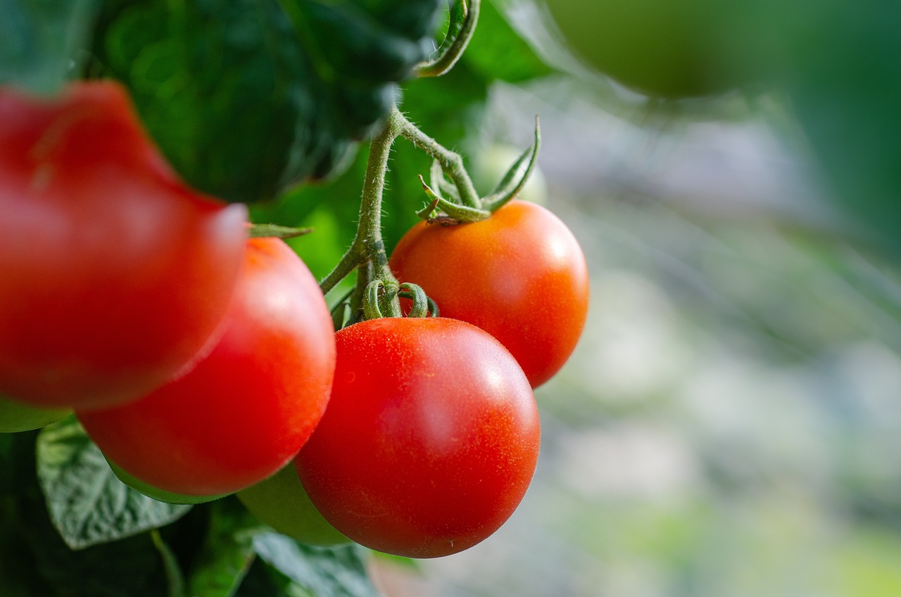 tomato companion plants