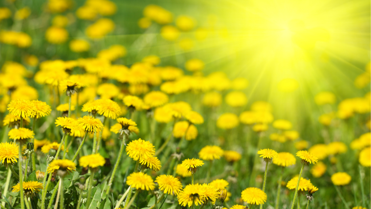 are dandelions good for you