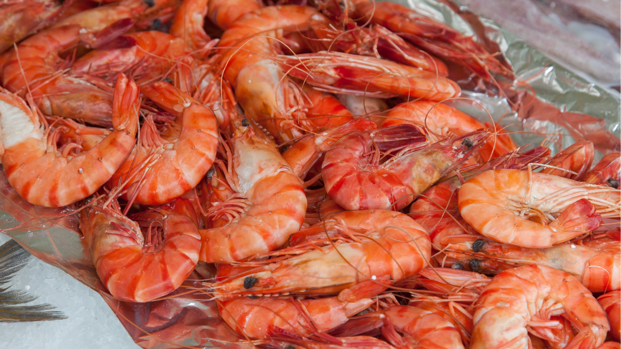 are shrimp good for you